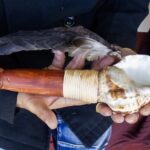 Mohanakenake: nā Jo'el Komene - Rōreka i hanga